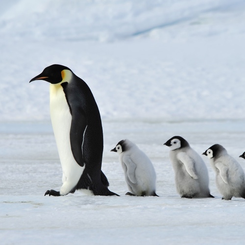 仙人さんマニア